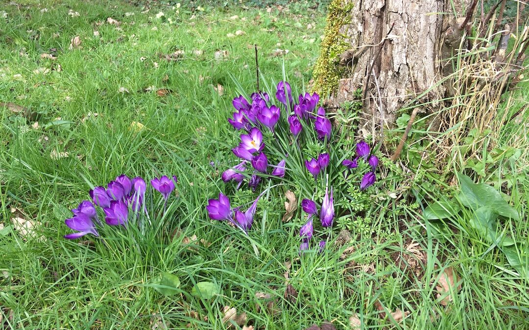 Crocuses