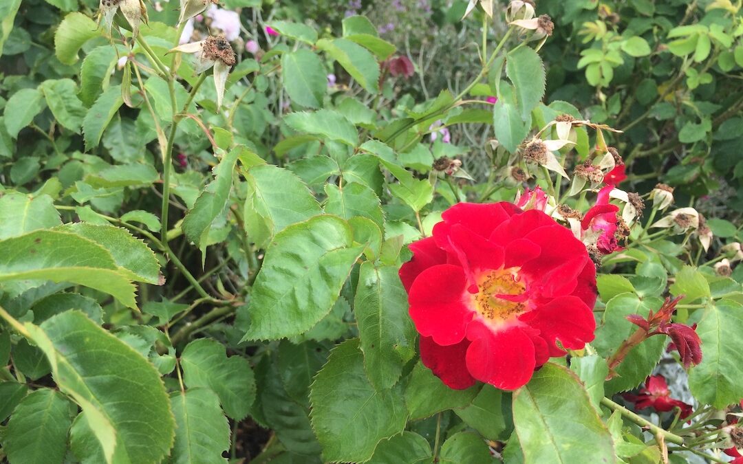 Red Rose at Rosemoor