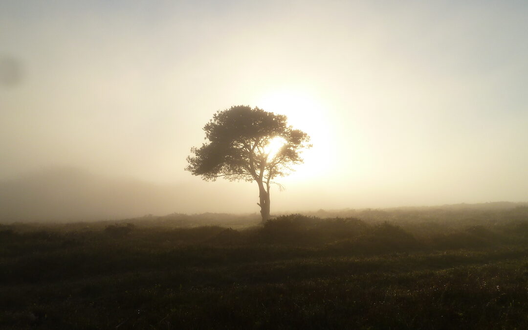 Mist on the Quantocks